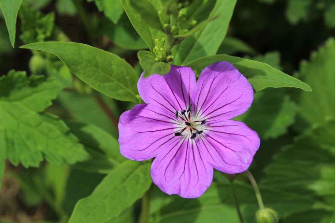 Photo of Valley of Flowers and Gurudwara Sri Hemkund Sahib - Road Trip plus Trekking