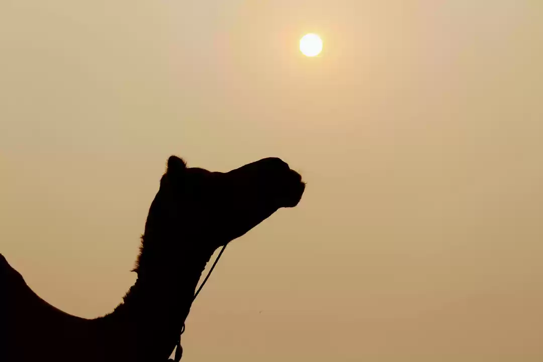 Photo of Pushkar Camel Fair