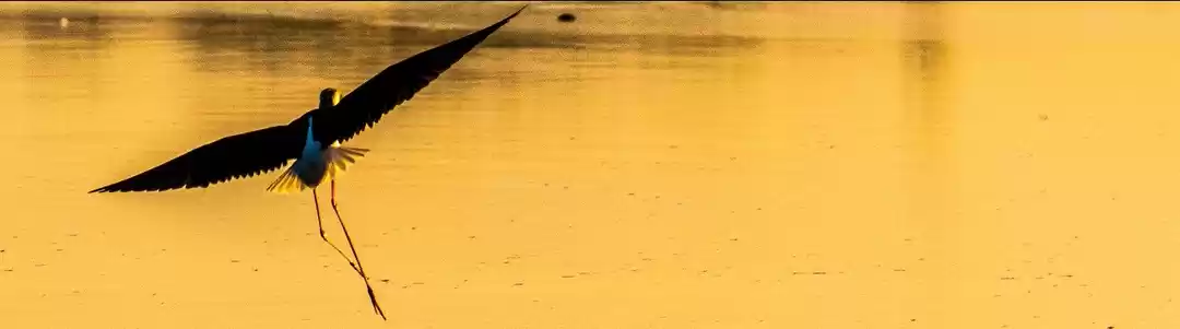 Photo of Chandlai Bird watch 