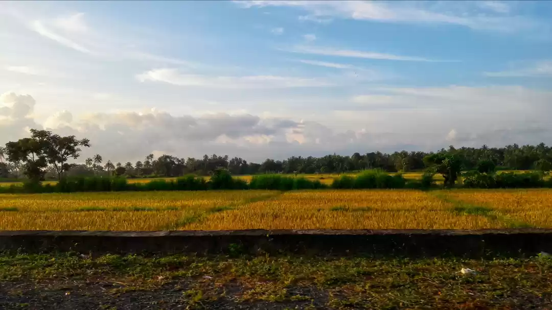 Photo of paddy field farming 