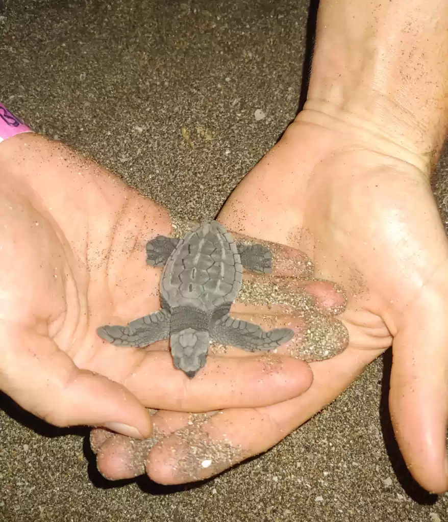 Photo of SURFING TURTLE LODGE