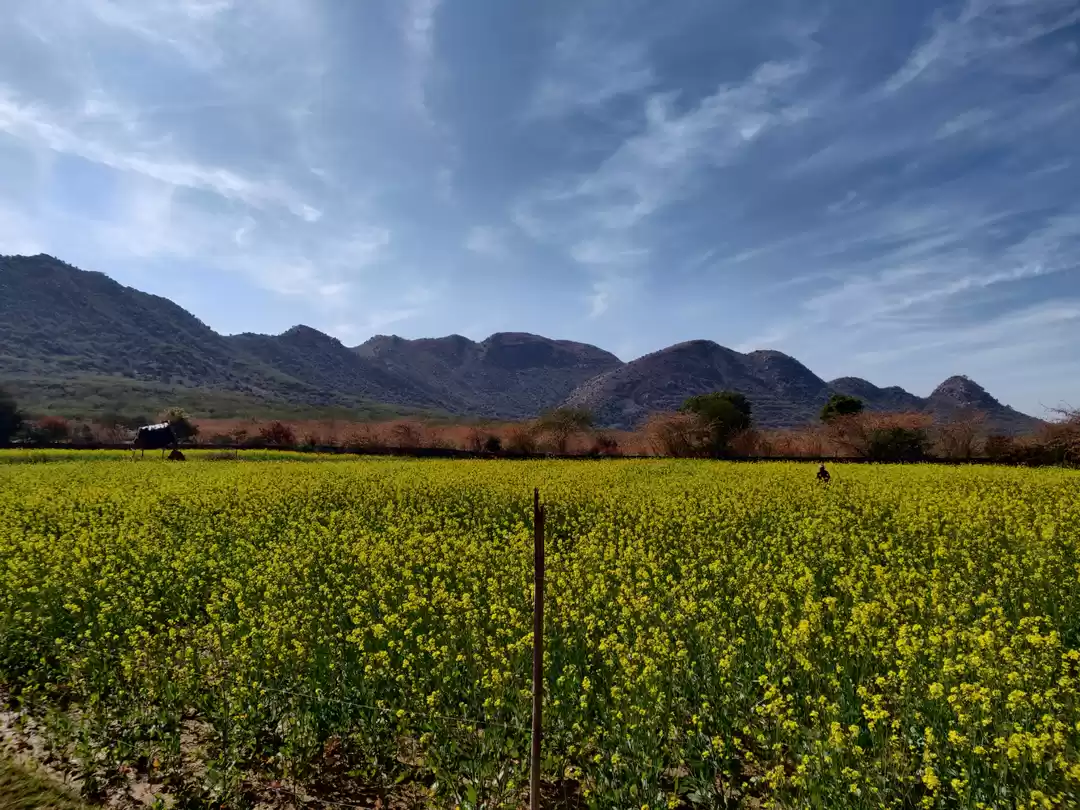 Photo of Sariska: beyond our