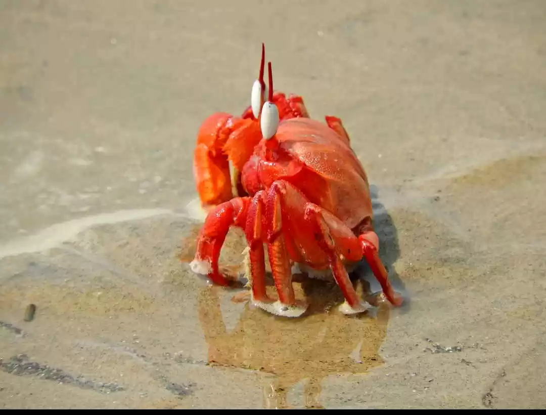 Photo of "A journey of a thou