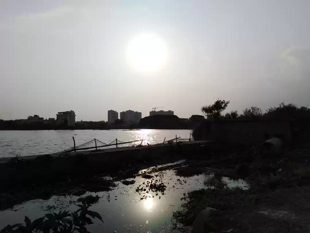 Photo of Tree Plantation