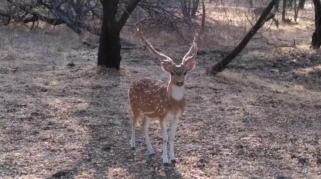 Photo of Tulsishyam- An Offbe