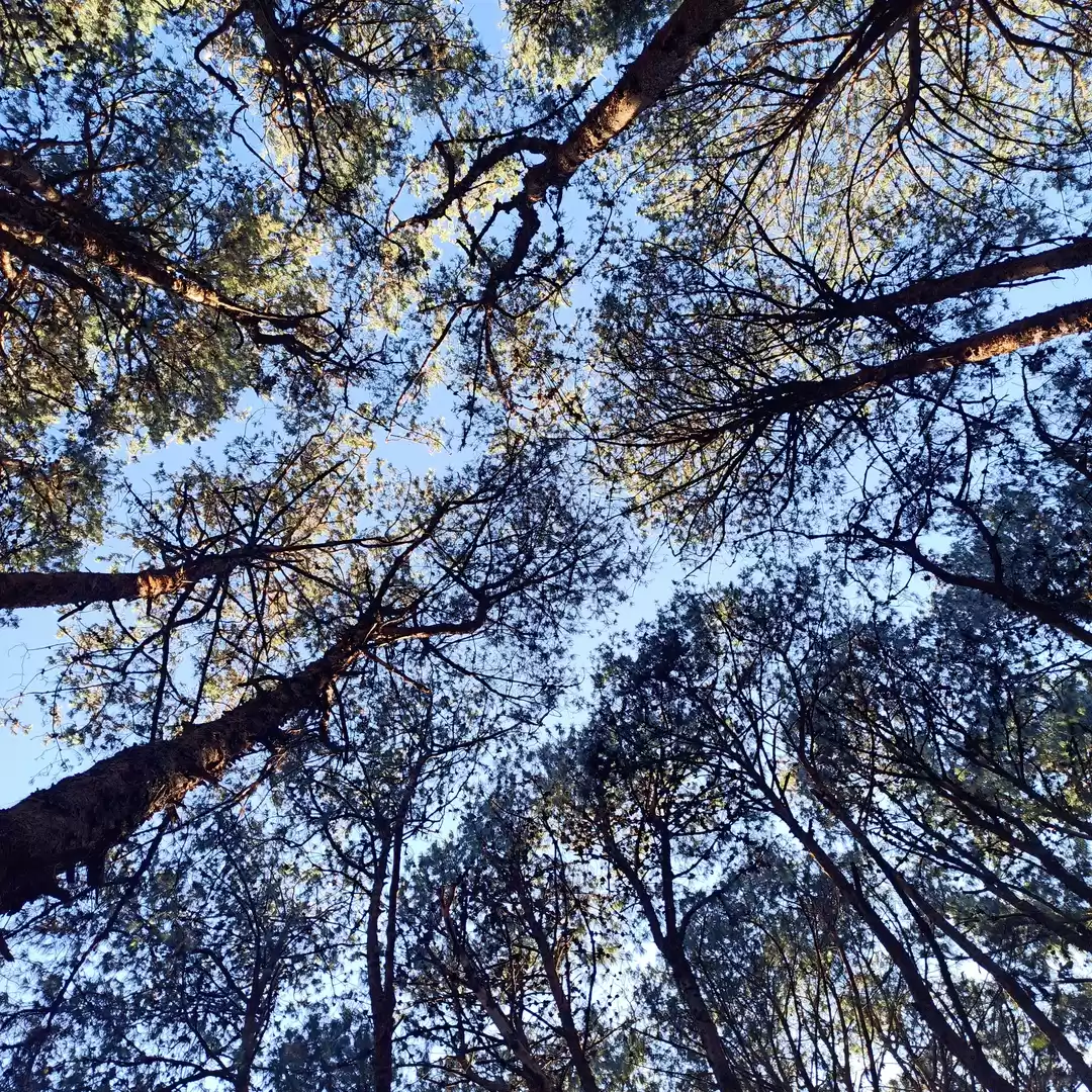 Photo of Kozee Kodaikanal Tri