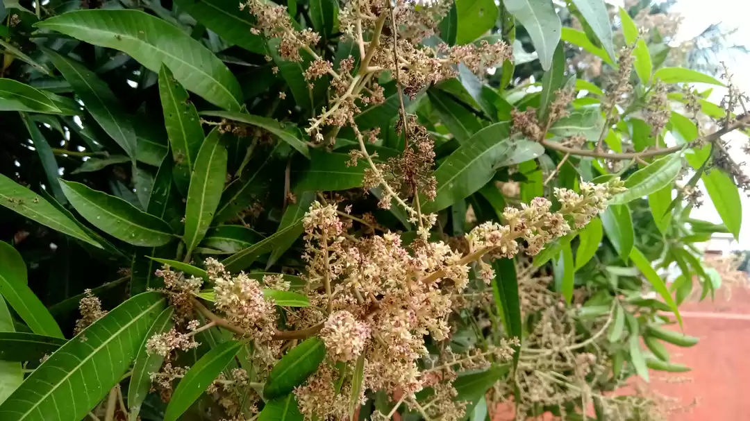 Photo of Seasonal Mango Tree 