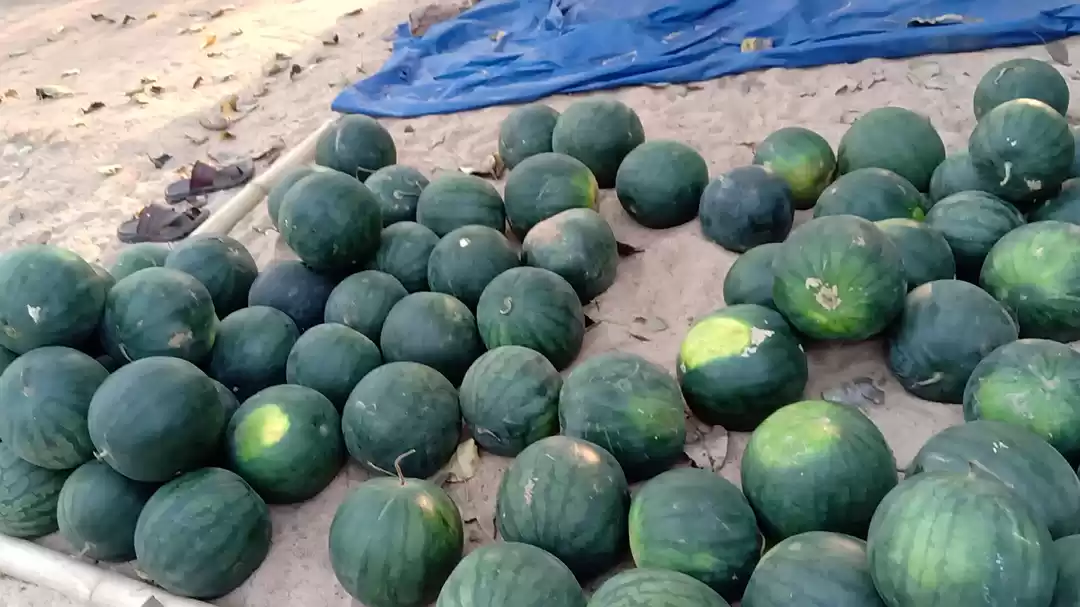 Photo of Watermelons for the 