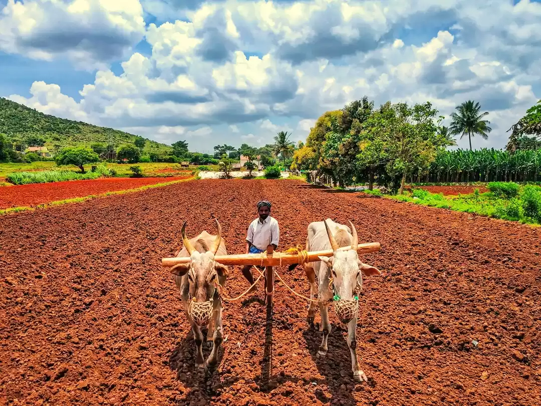 Photo of Farmer-Gundlupet