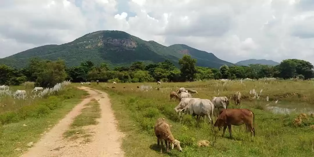 Photo of क्योंकि ख्वाहिशें खा