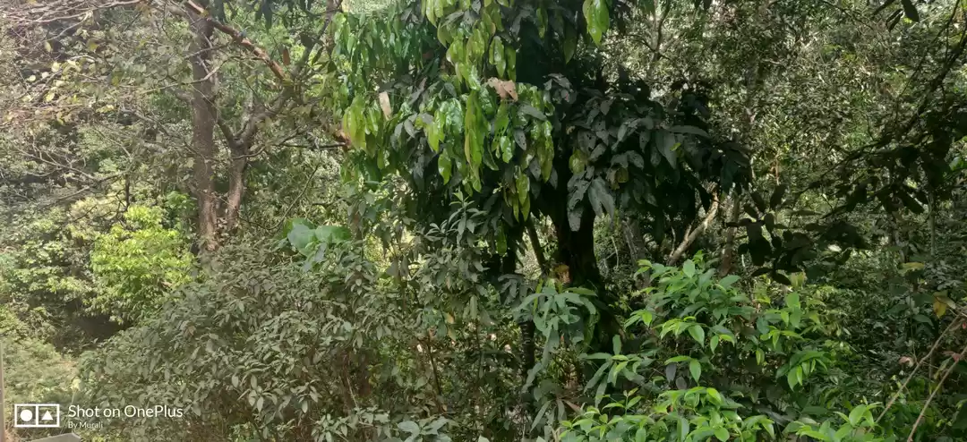 Photo of Yana-Goa-Gokarna