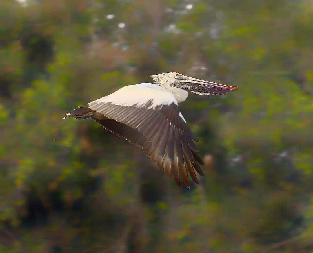 Photo of Flying Pelican