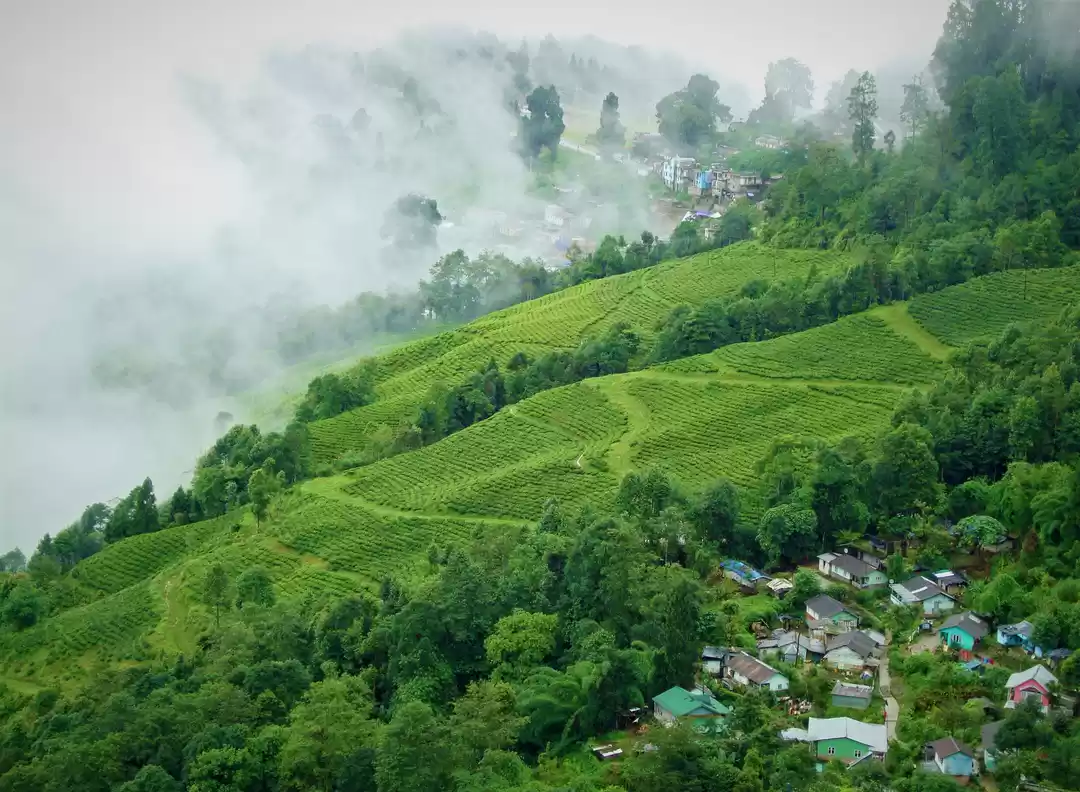 Photo of चाय के बागानों में, 