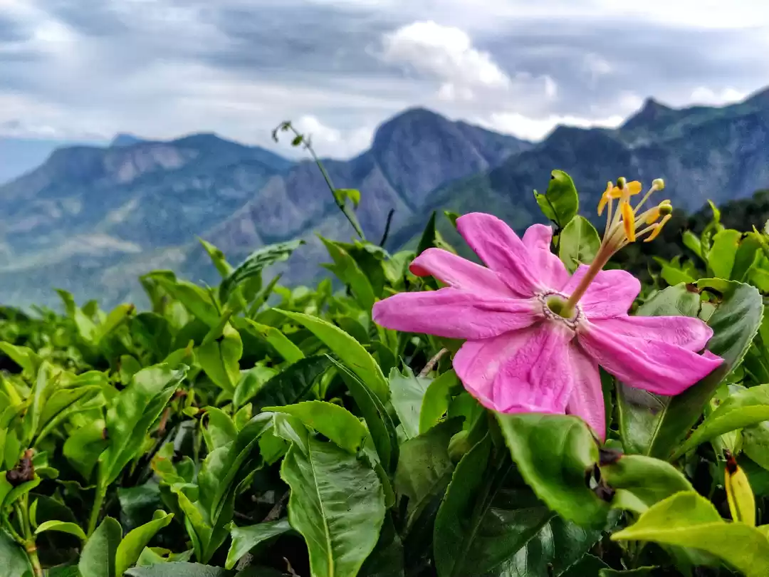 Photo of Monsoons of Kochi an