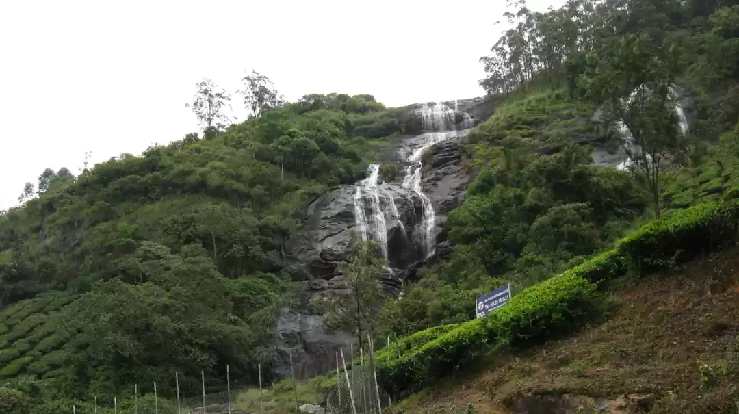 Photo of Munnar - Lush Green 