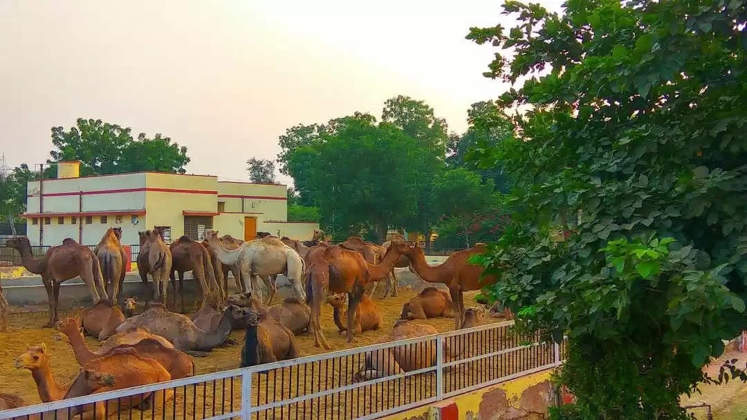 Photo of Bikaner Camel Farm O