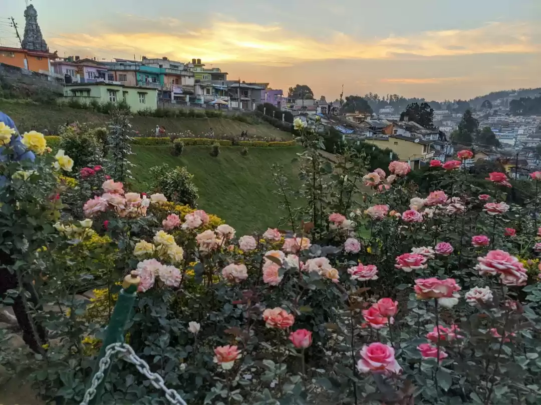 Photo of Ooty Dairies