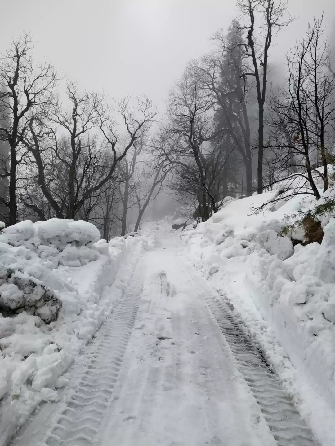 Photo of Chopta(Mini Switzerl