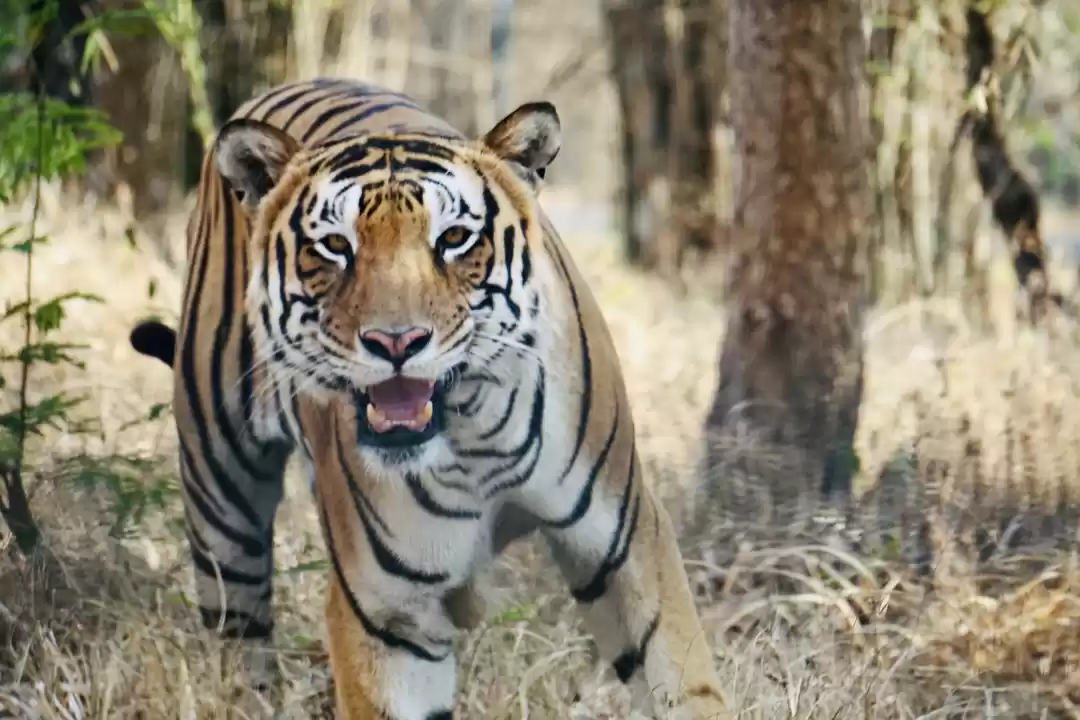 Photo of Guide to Wildlife Sa