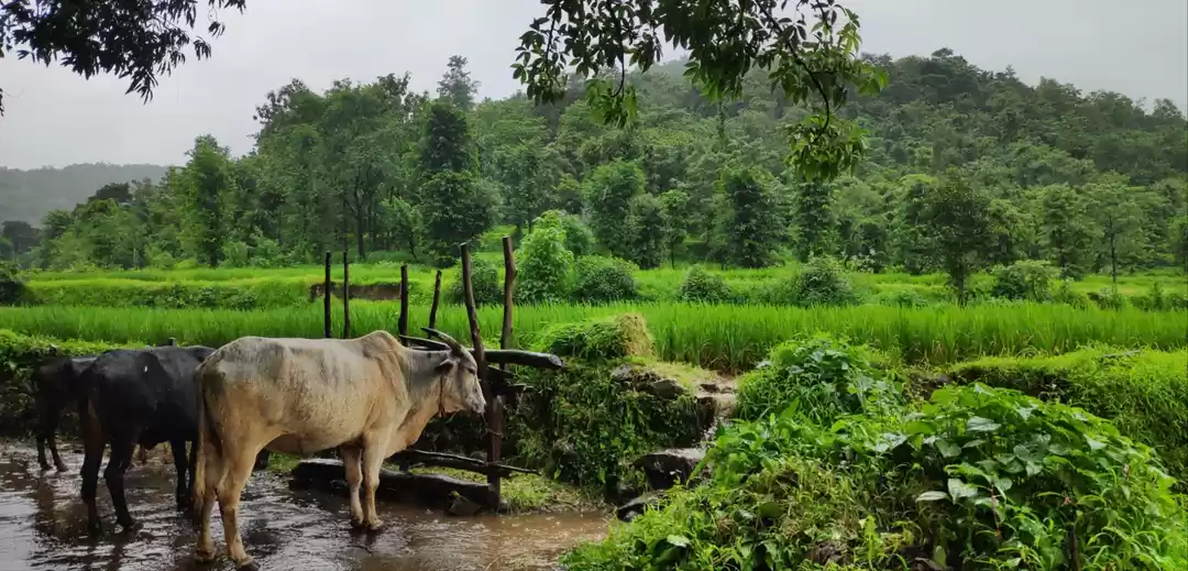 Photo of Chiplun(konkan)