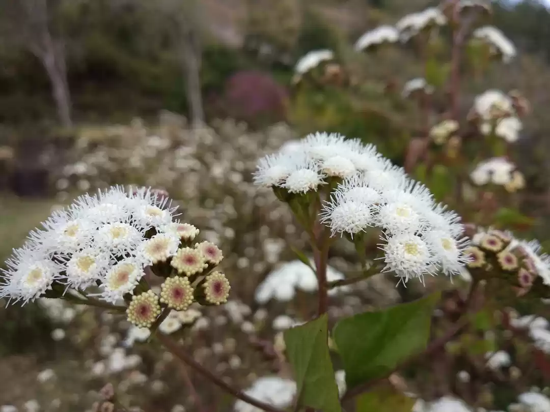 Photo of Kodaikanal- The Quee
