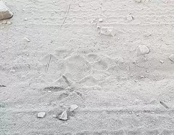 Photo of JIM CORBETT NATIONAL