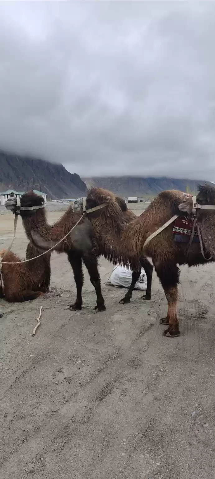 Photo of Double humped 🐫 an