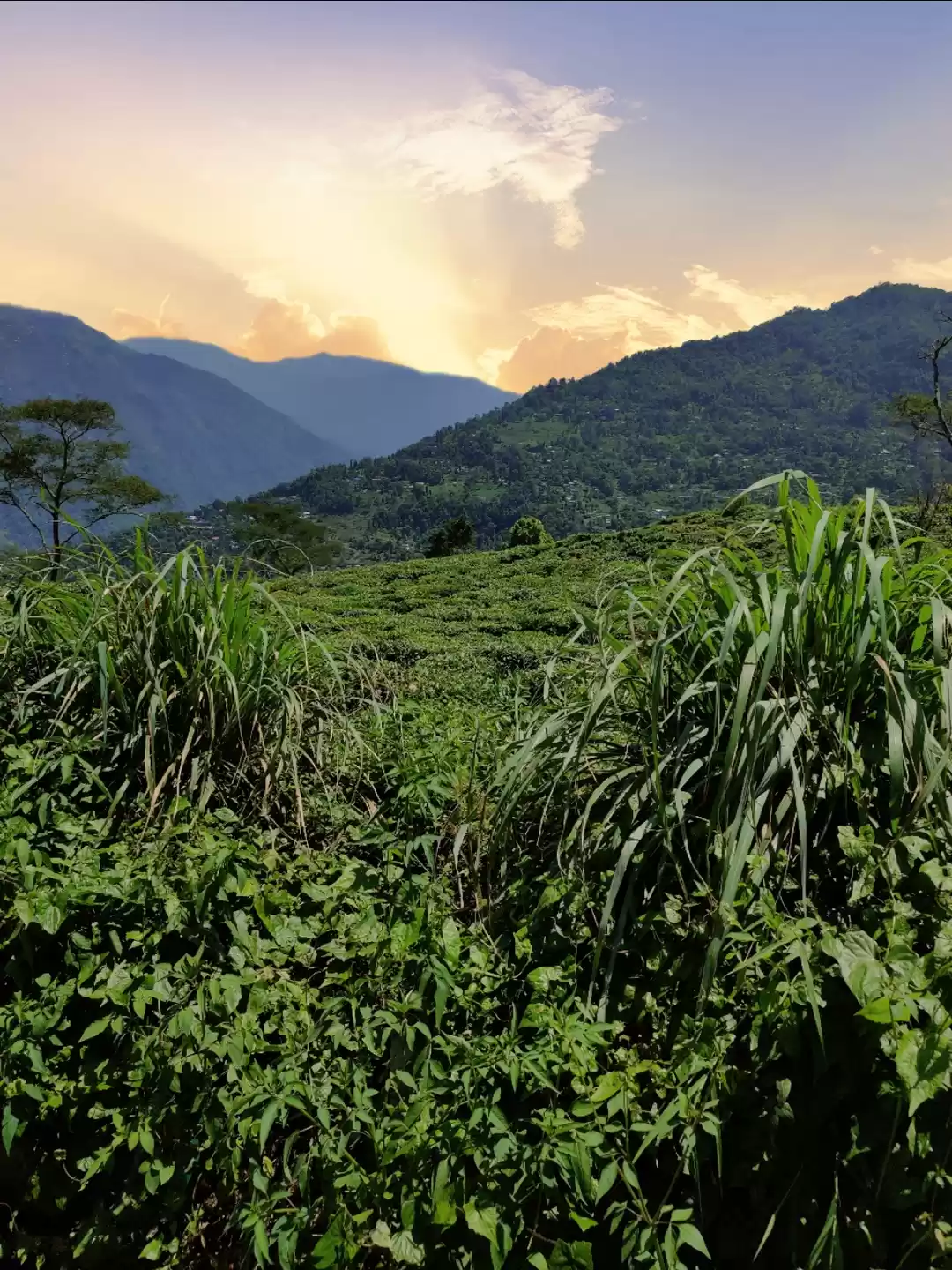 Photo of 3N/4D trip to Gangto