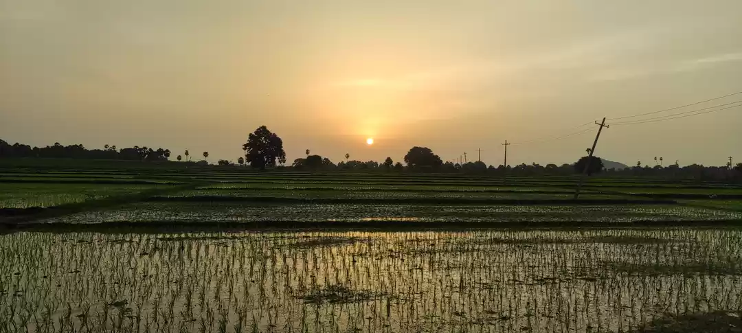 Photo of Green fields, agricu