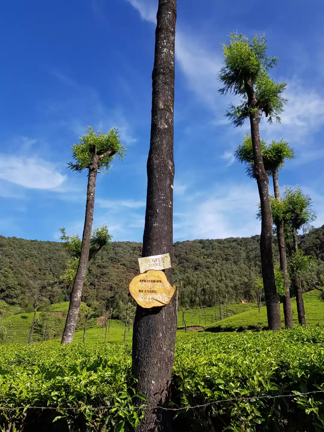 Photo of Munnar (tea plantati