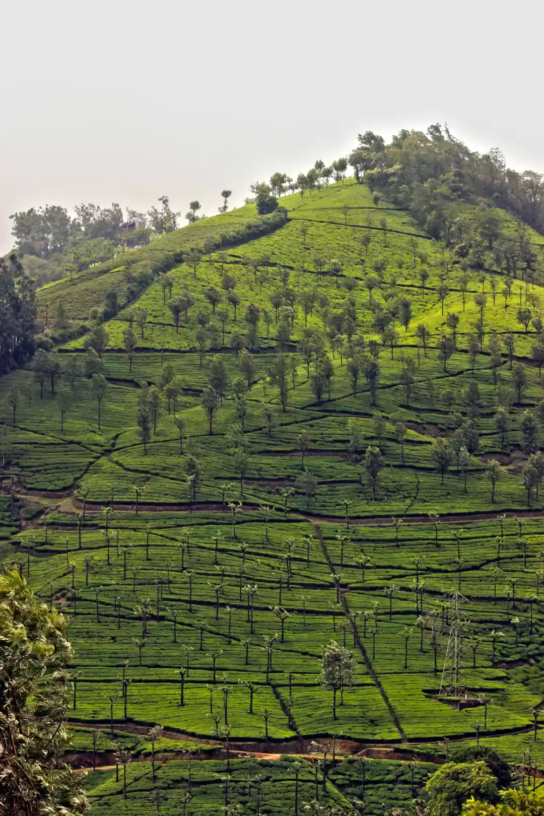 Photo of Not Munnar - Here's 