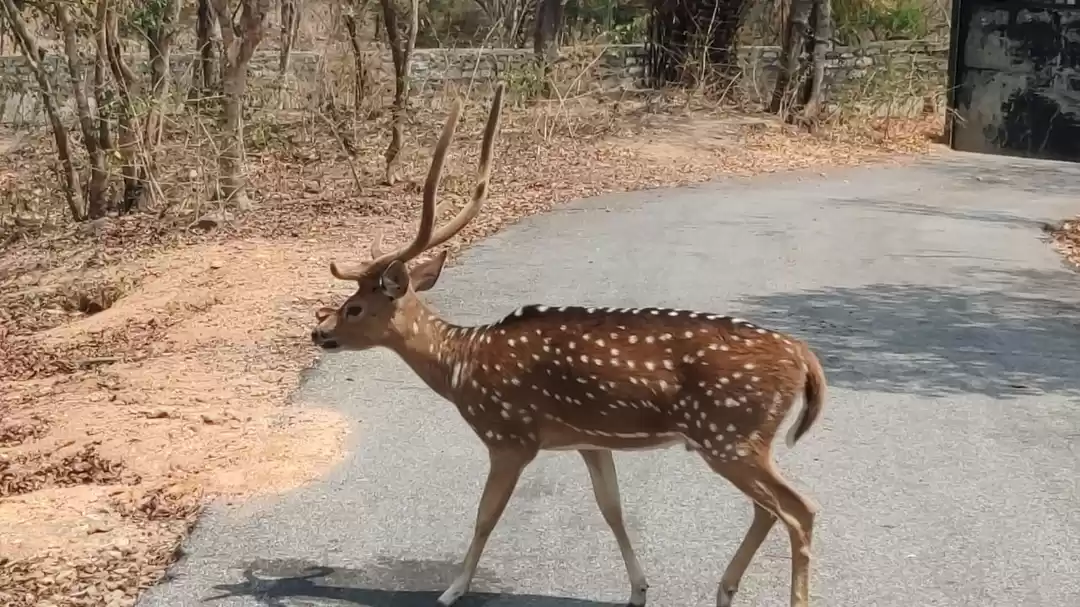 Photo of Deer, lion,tigers,bl