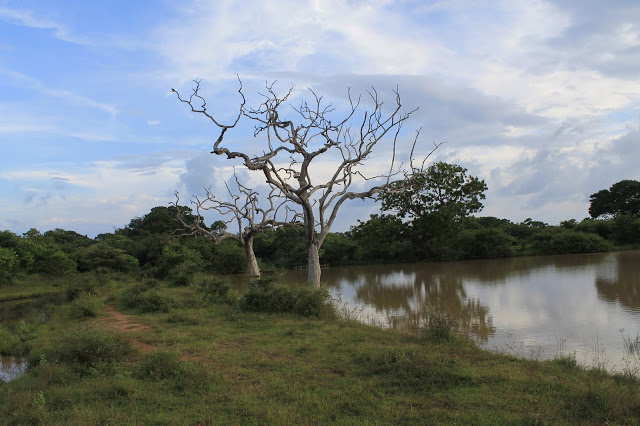 Photo of Srilanka - Pearl of 