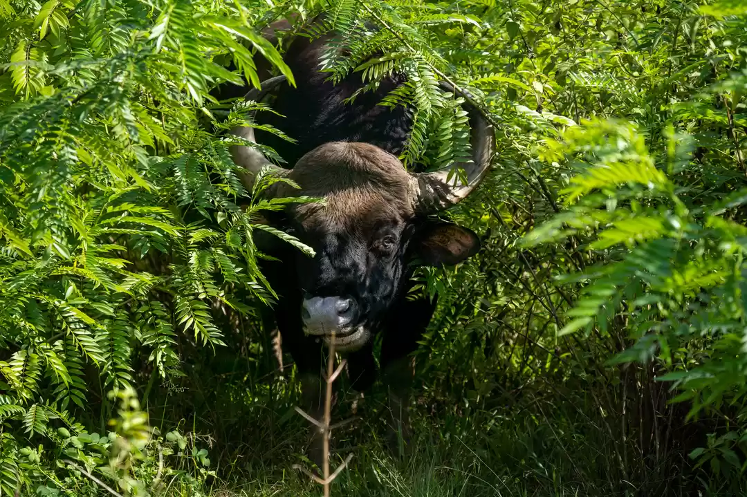 Photo of Jeep Safari In Tholp