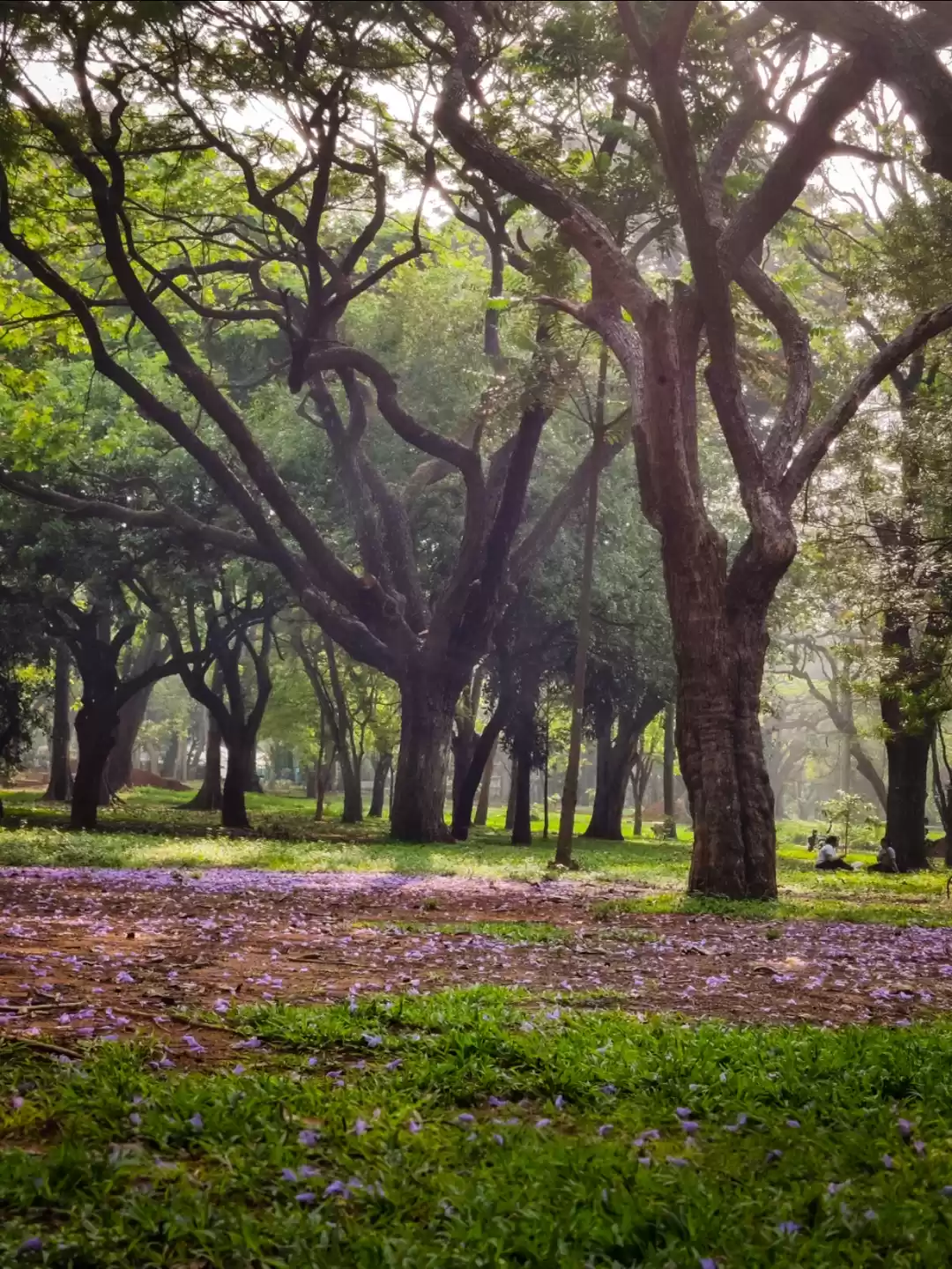 Photo of cubbon park