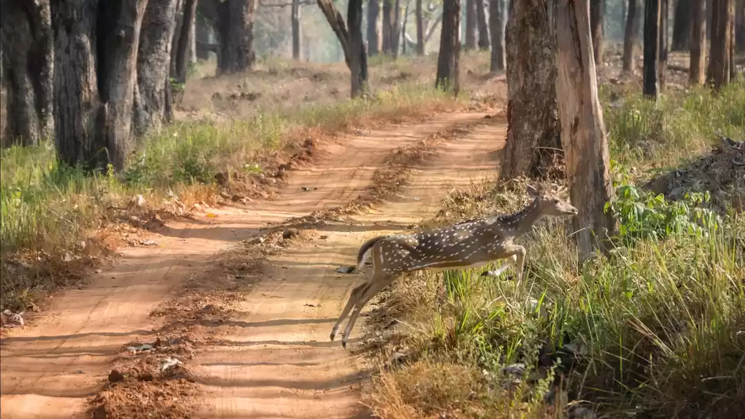 Photo of Nagarhole tiger Rese