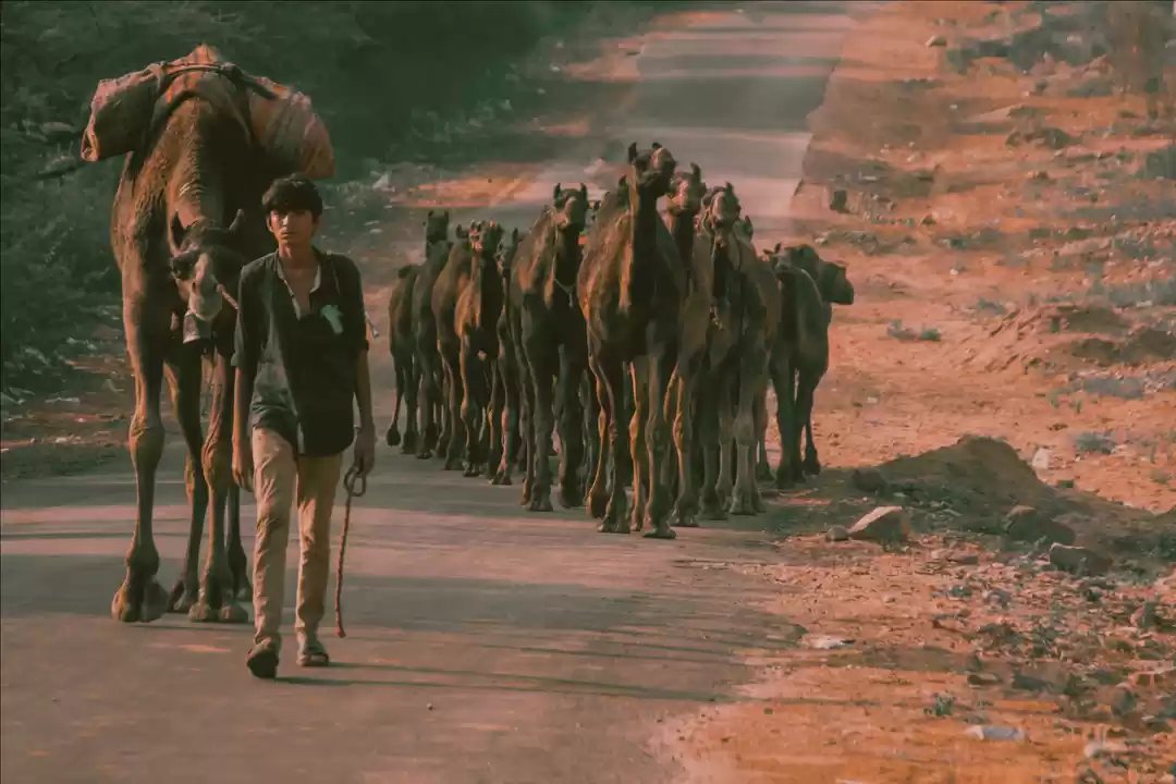 Photo of Camel festival 2K 19