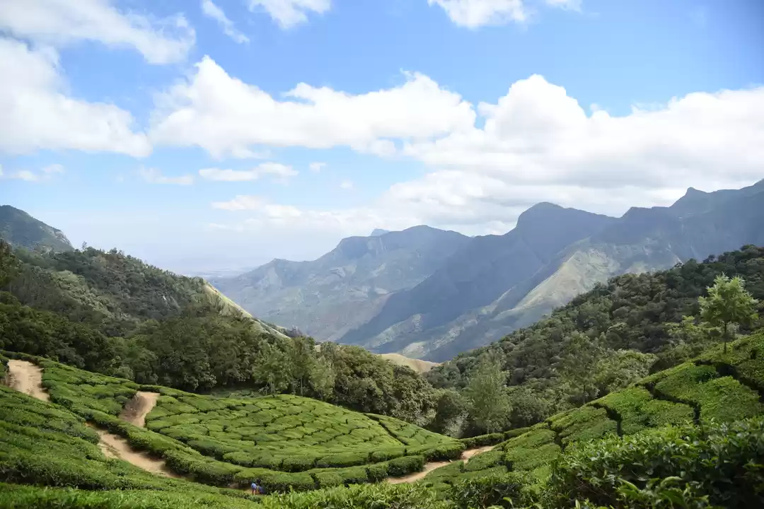 Photo of Mesmerizing Munnar #