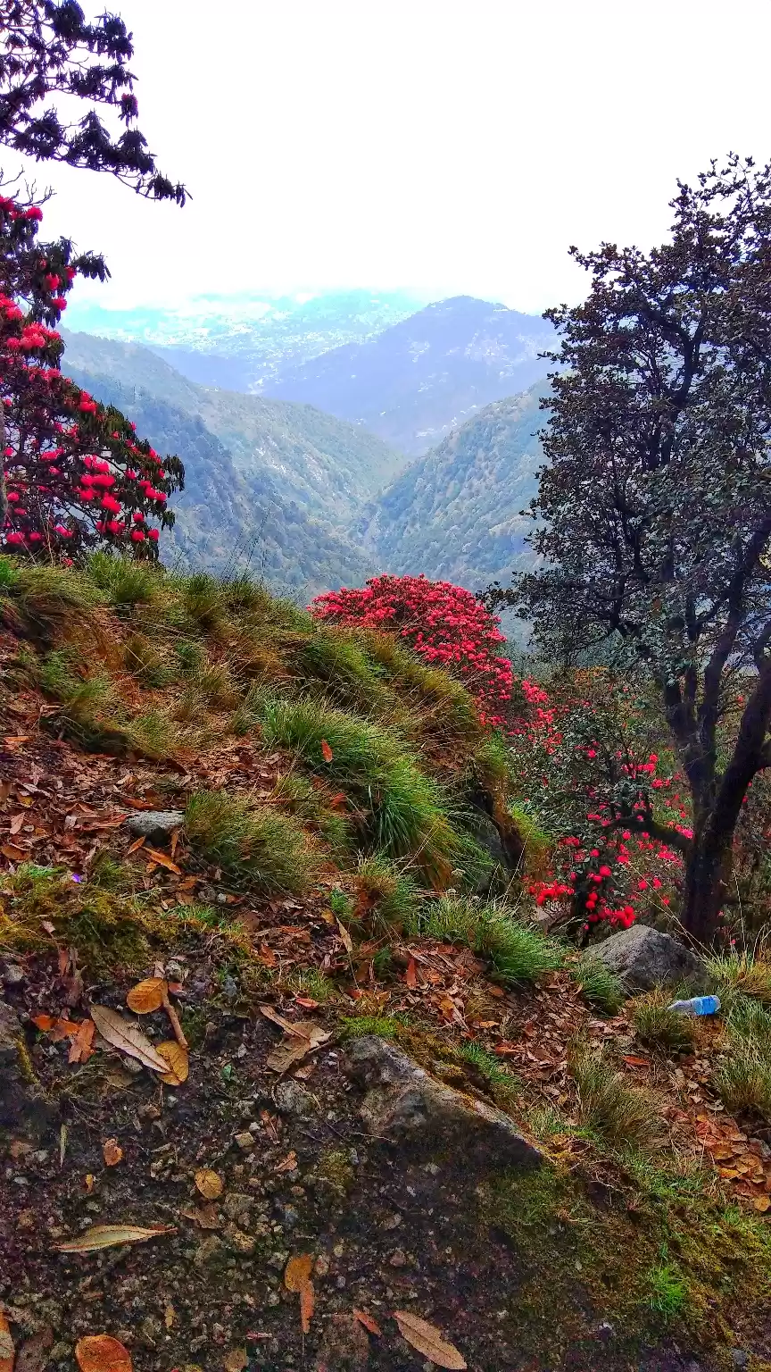 Photo of Triund Trek Trail