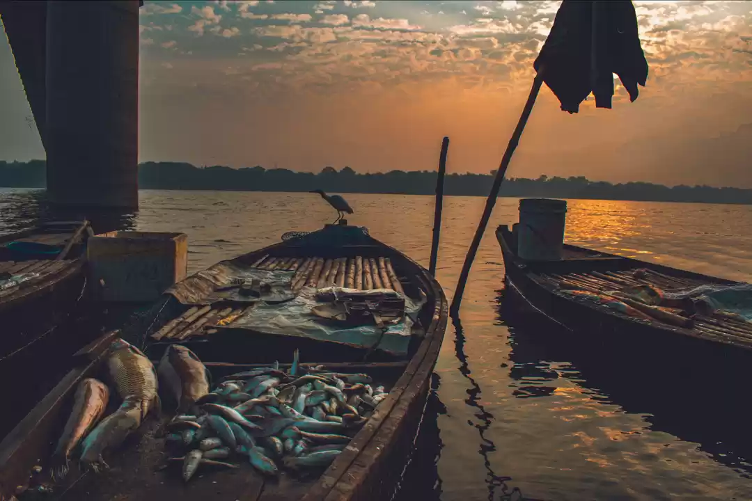 Photo of Sindhrot
