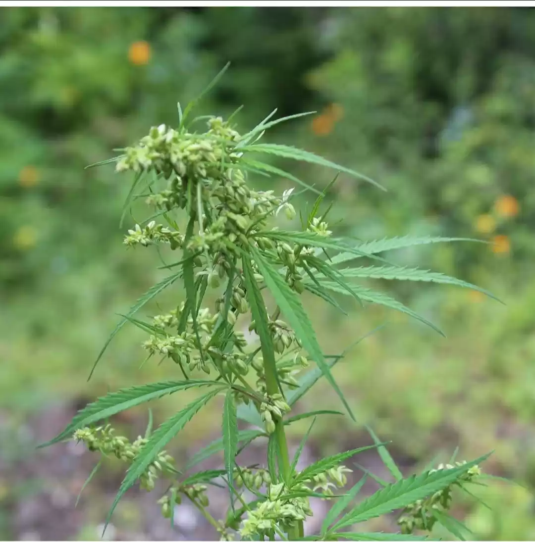 Photo of Malana : where the t