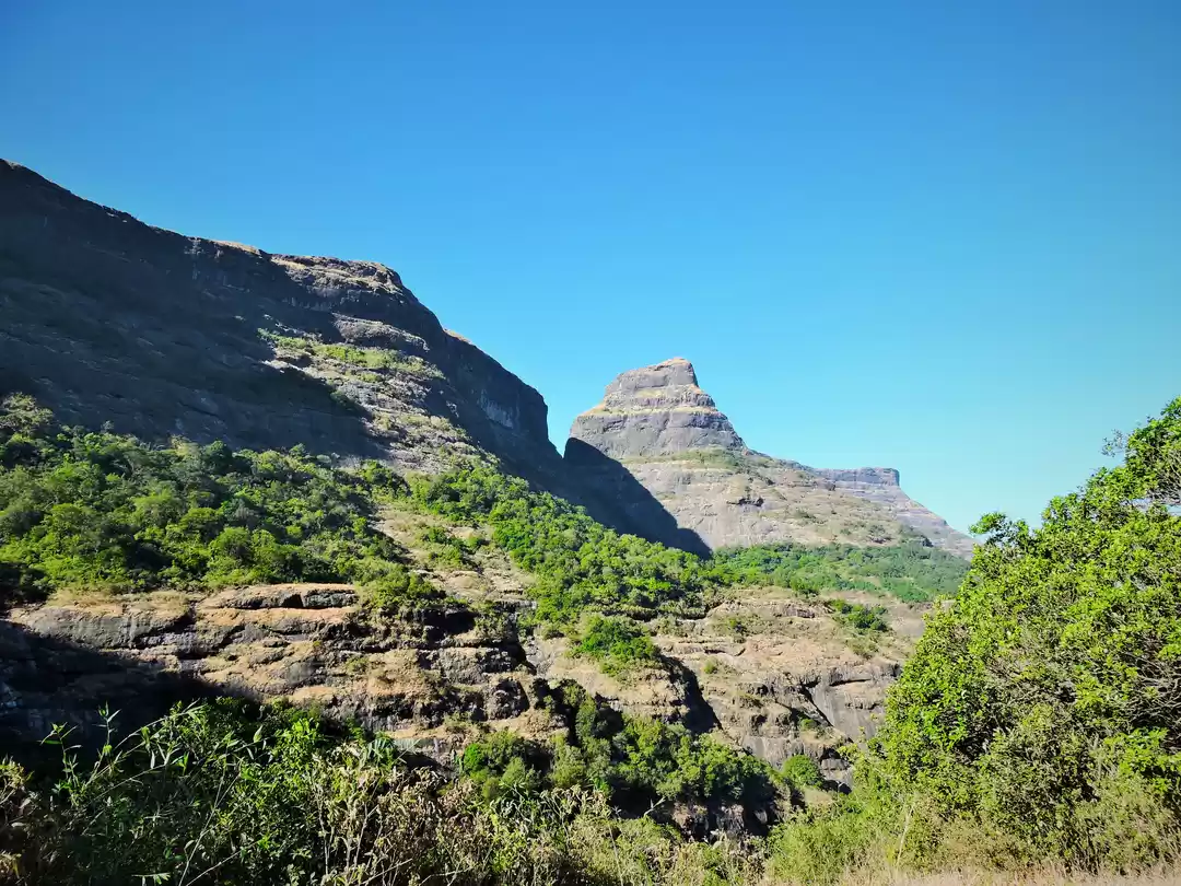 Photo of The Impact of mushro