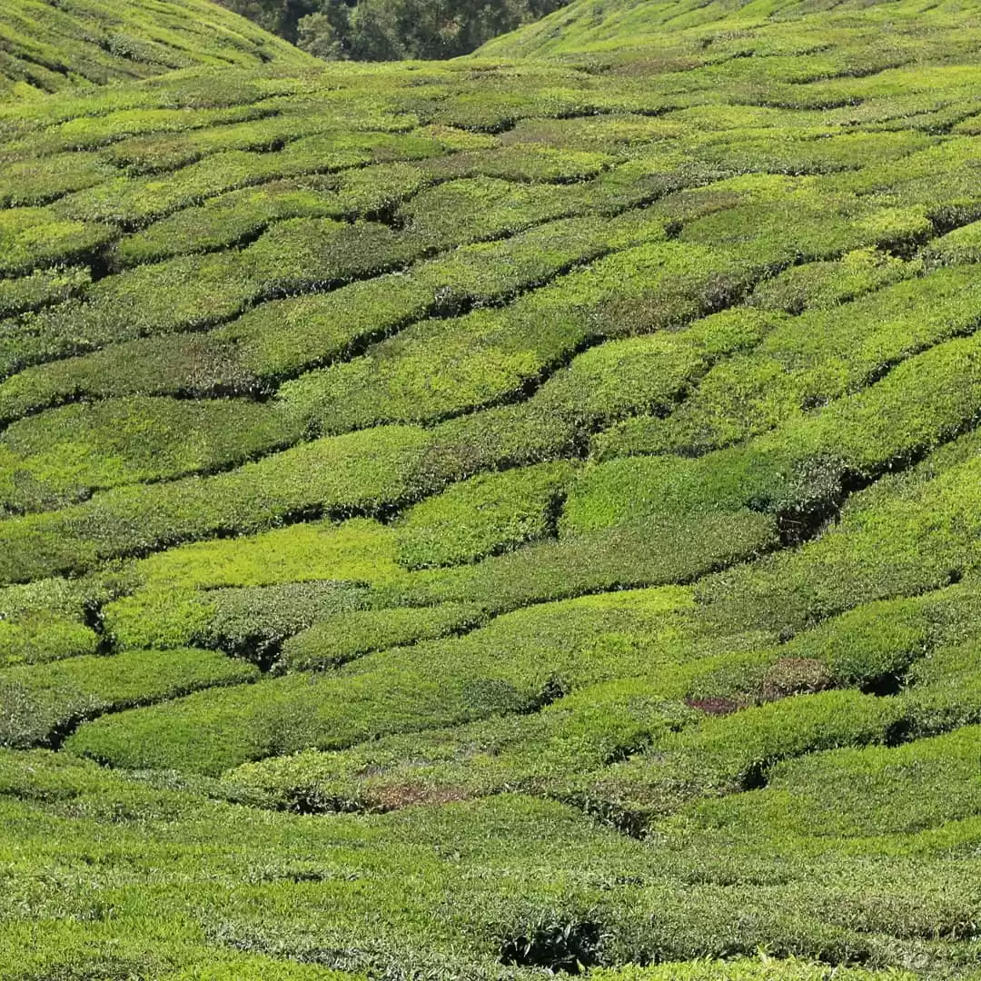 Photo of Kerala