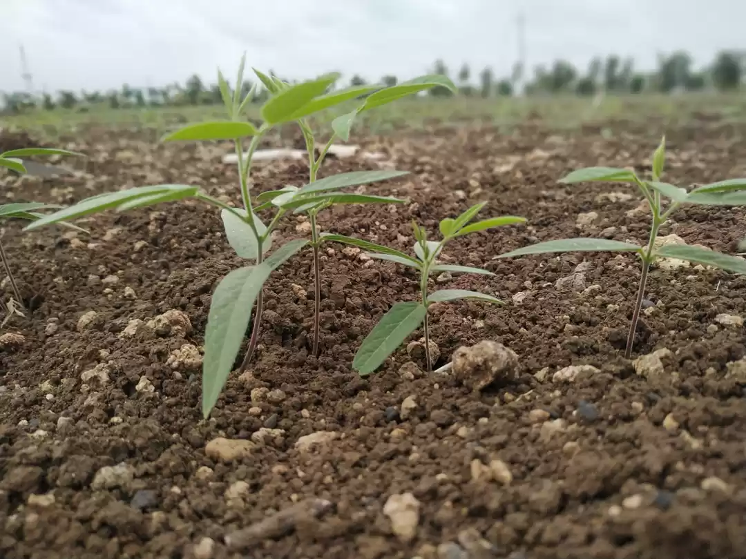 Photo of Cultivation Time #Fa