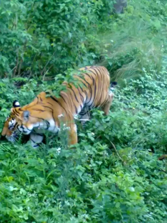Photo of Wildlife Adventure R