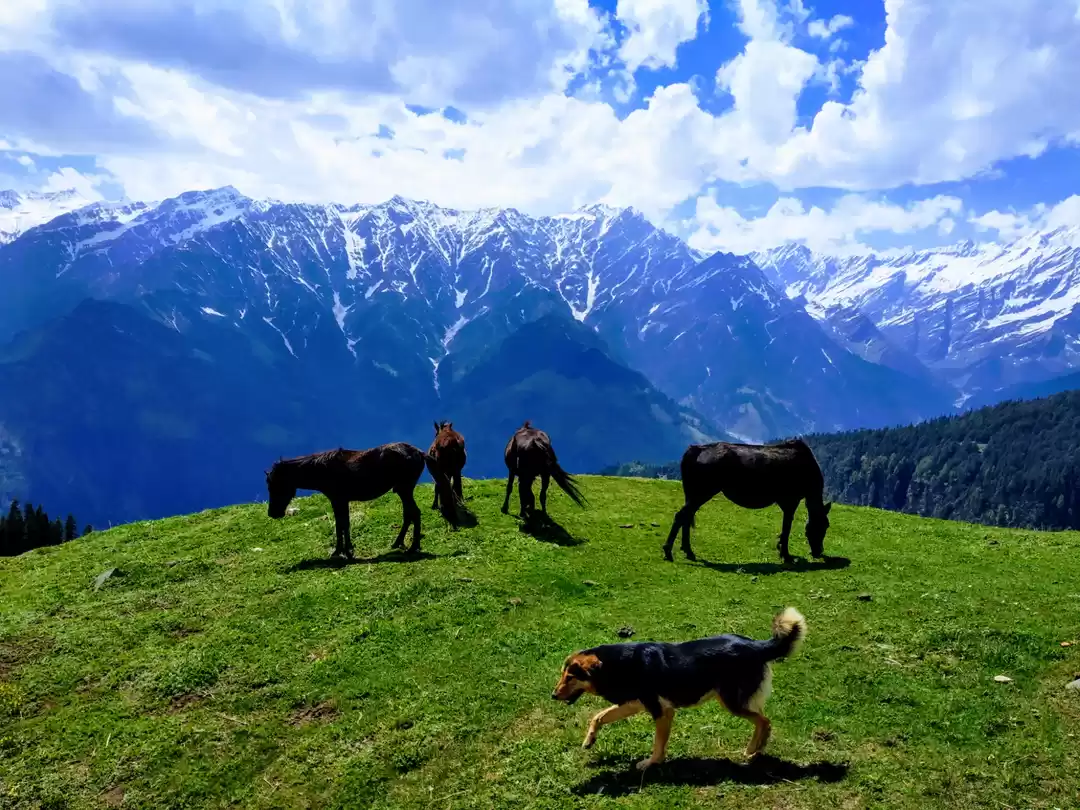 Photo of Four horses and 'Jhu