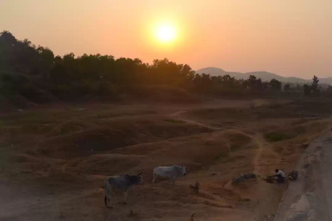 Photo of There is No Peacock 