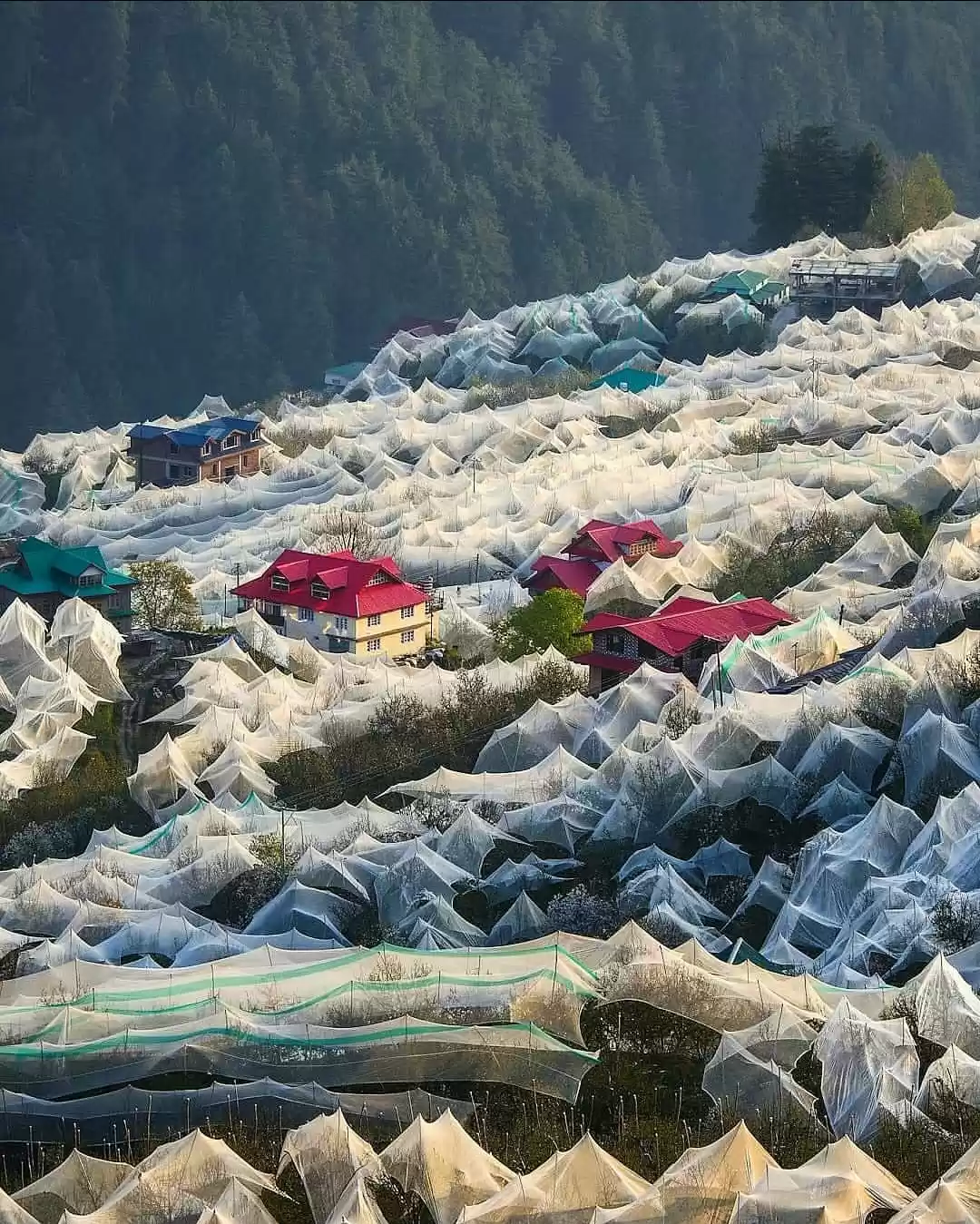 Photo of APPLE ORCHARD 🍎