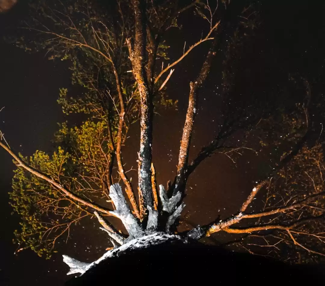 Photo of NIGHT LIFE