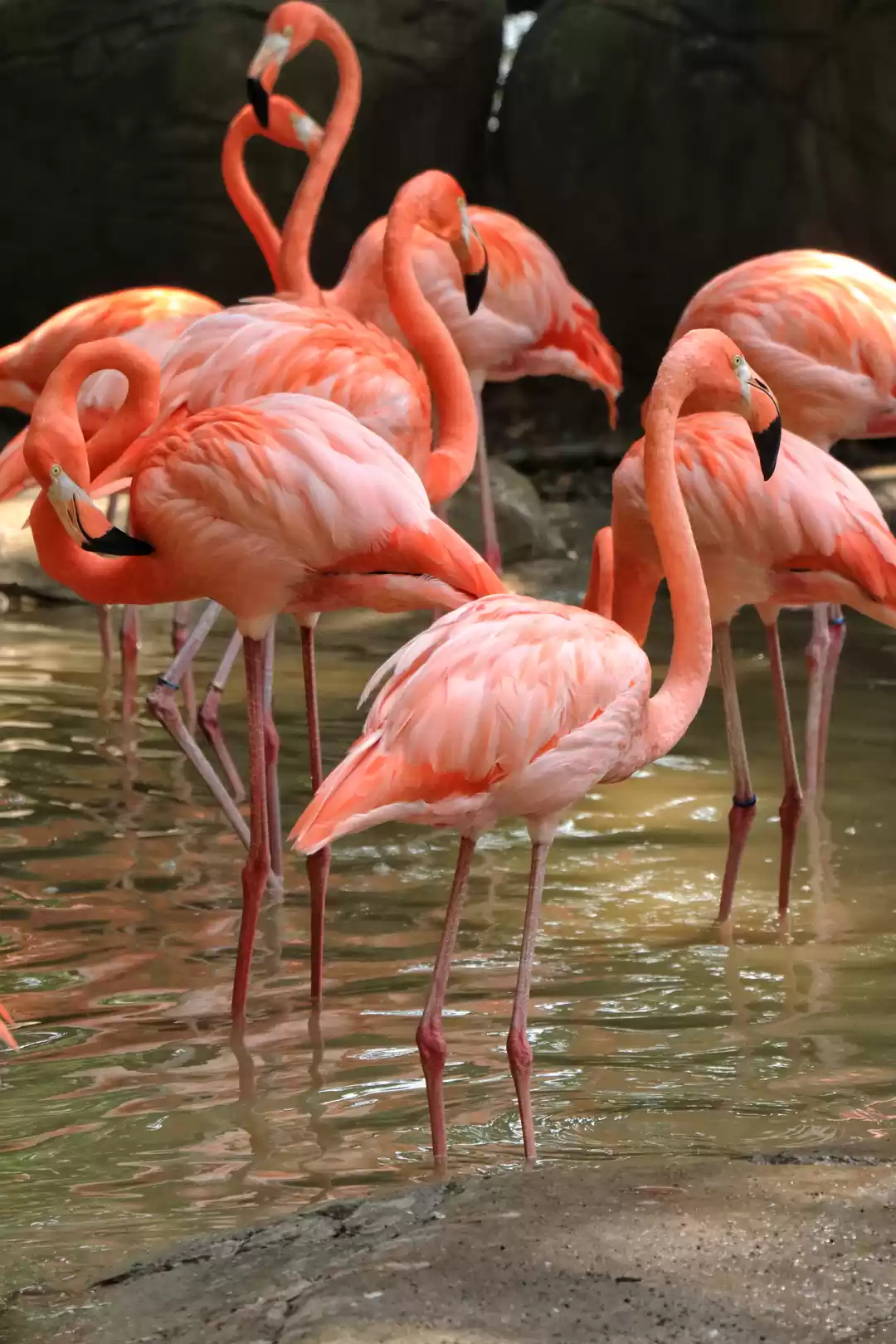 Photo of Birds of Cartagena